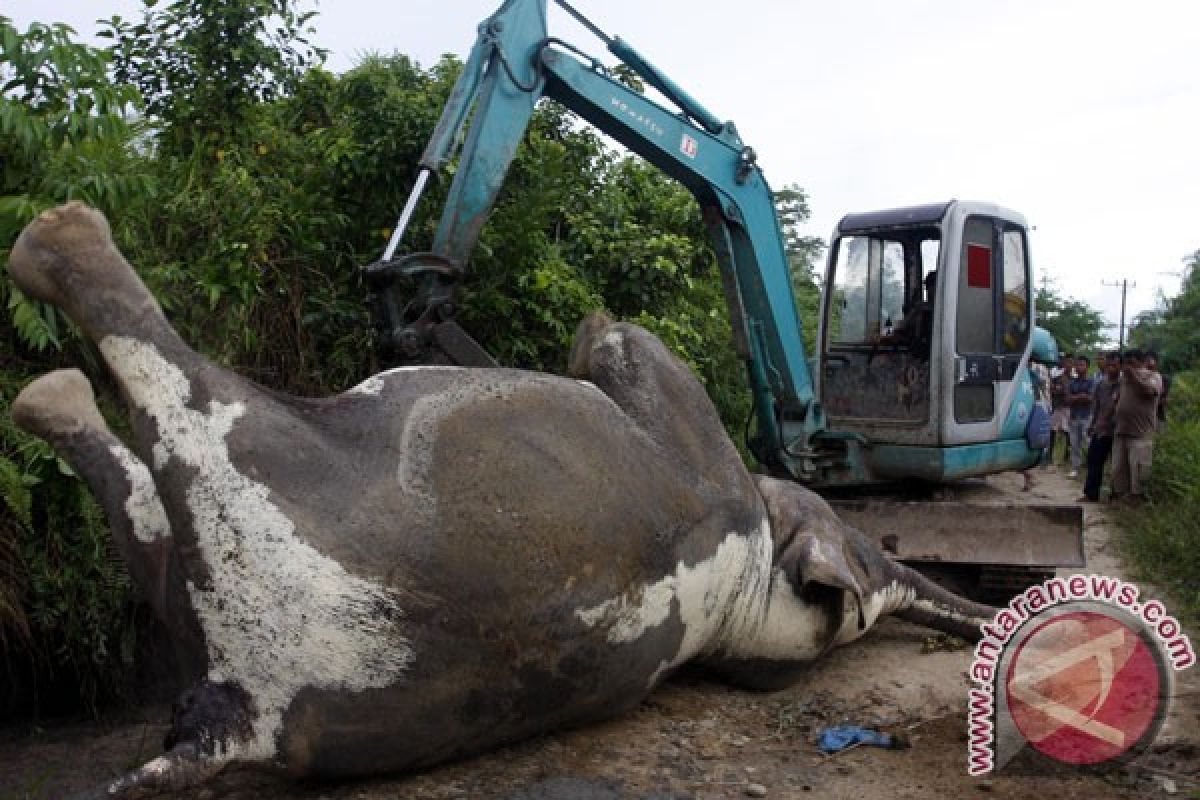 Sumatran elephant deaths on the rise