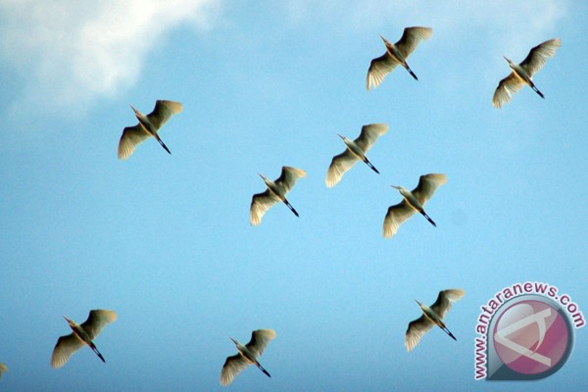 Cathay Pacific mendarat darurat gara-gara burung