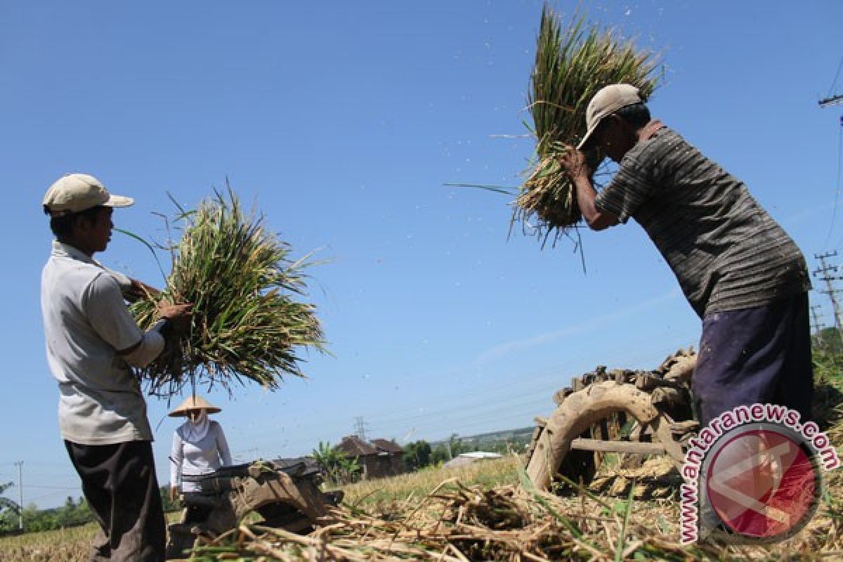 Sistem asuransi usaha tani padi diuji coba