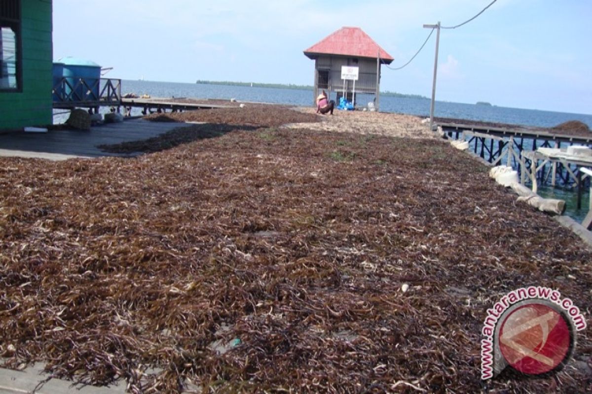 Nelayan Kaltim Lebih Untung Bertani Rumput Laut