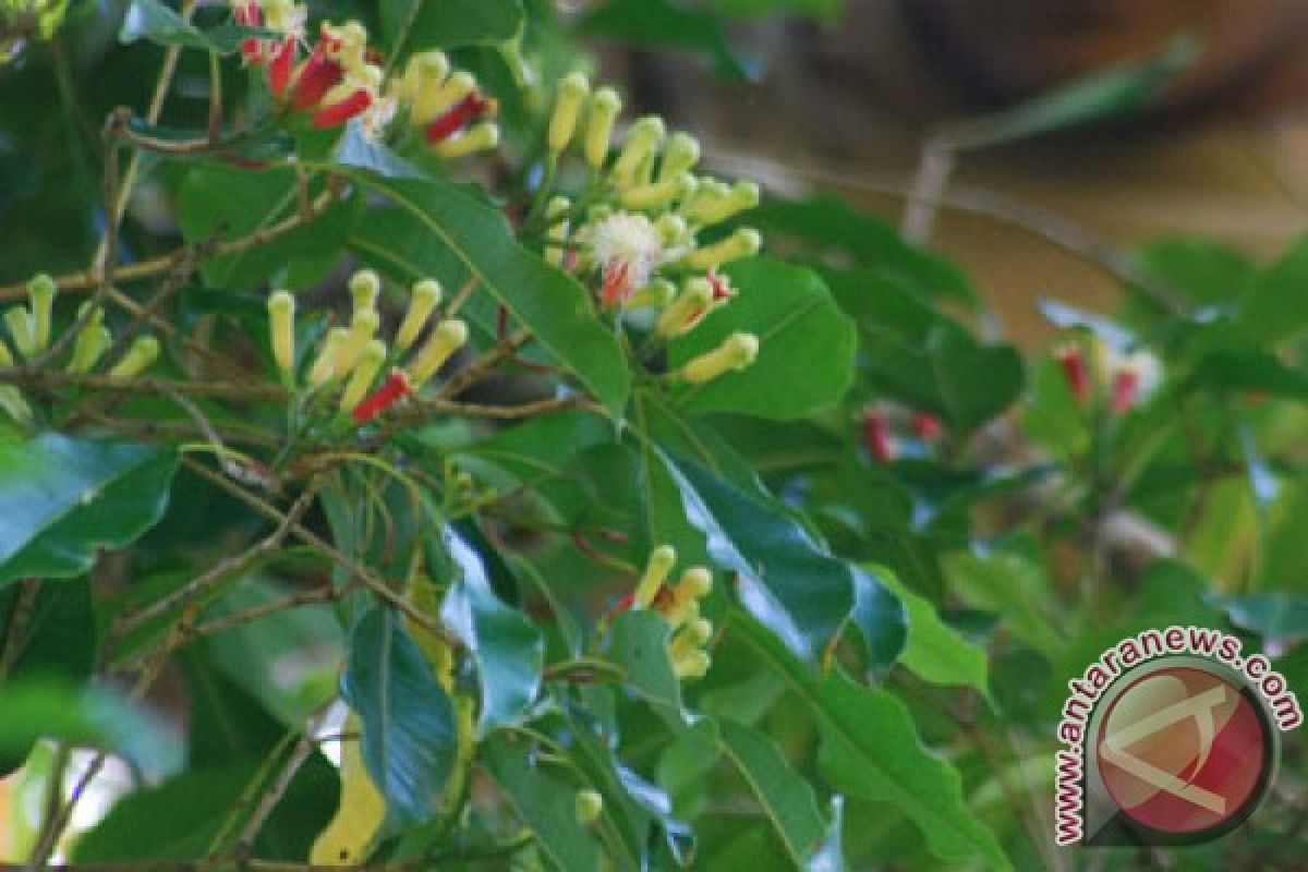 Clove price peaks  in Manado