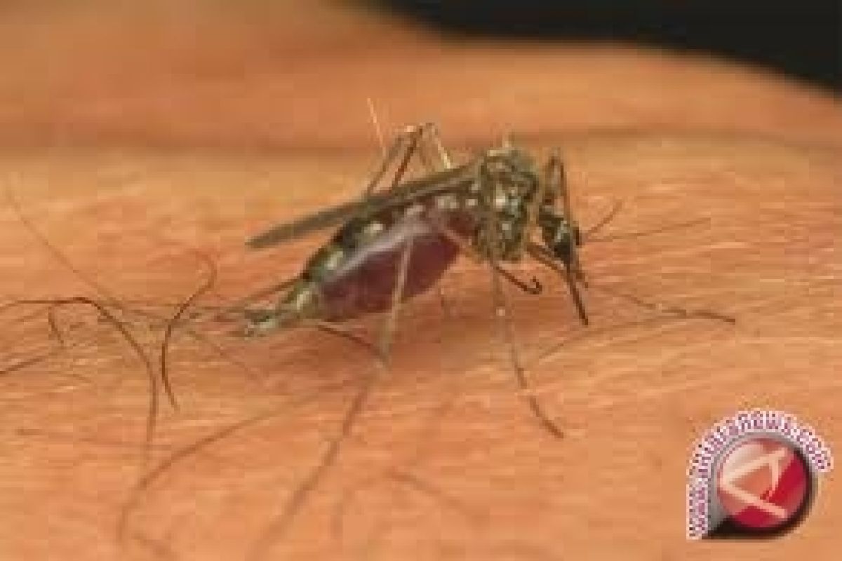 Mahasiswa UGM: pare berpotensi bunuh jentik nyamuk