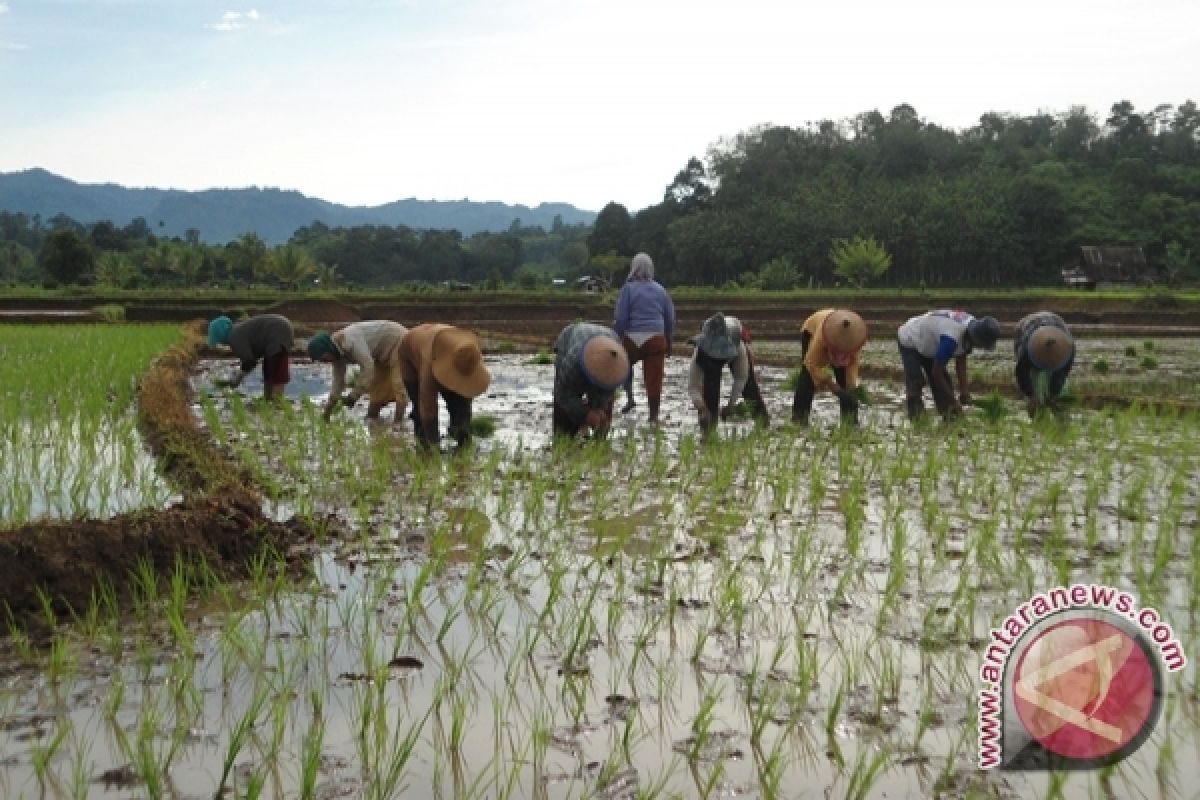 Pemkab Mukomuko pakai air buangan mengairi sawah