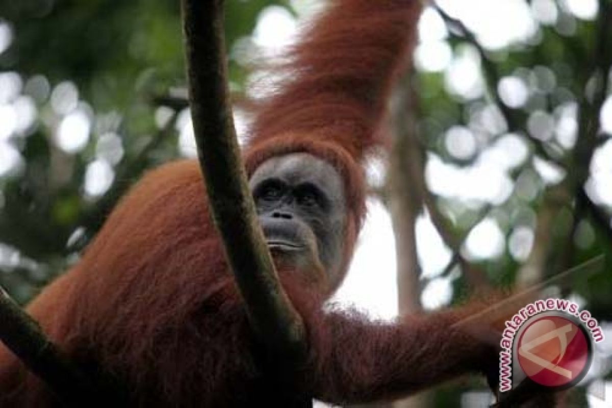 Orangutan di Sumatera tersisa 200 ekor