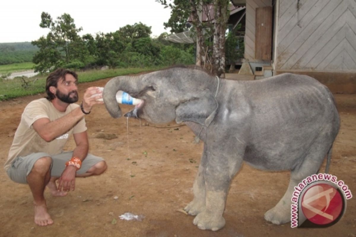 BKSDA Bengkulu rawat anak gajah korban konflik 