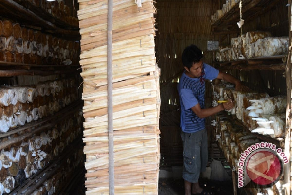 Petani jamur tiram kesulitan modal 