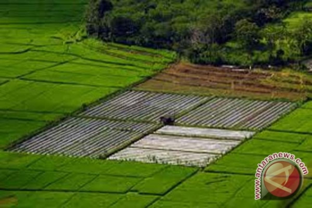 Tanjung Jabung Timur cetak 650 hektare sawah baru