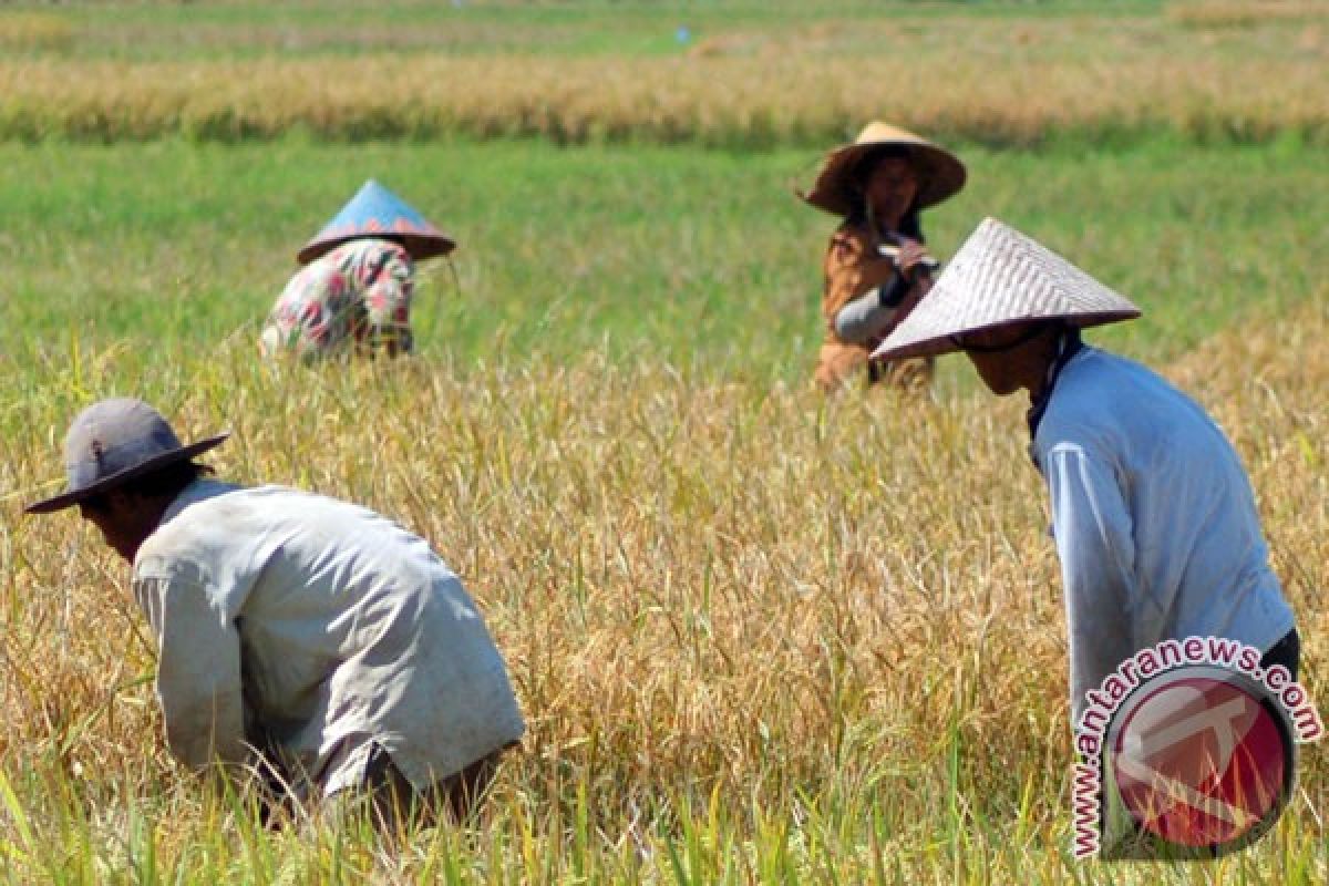 HKTI desak UU Perlindungan Petani selesai tahun ini