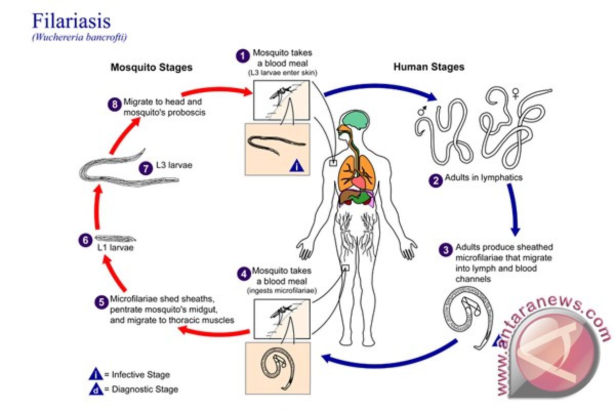 Bulungan Kalimantan Utara ditetapkan daerah endemis filariasis