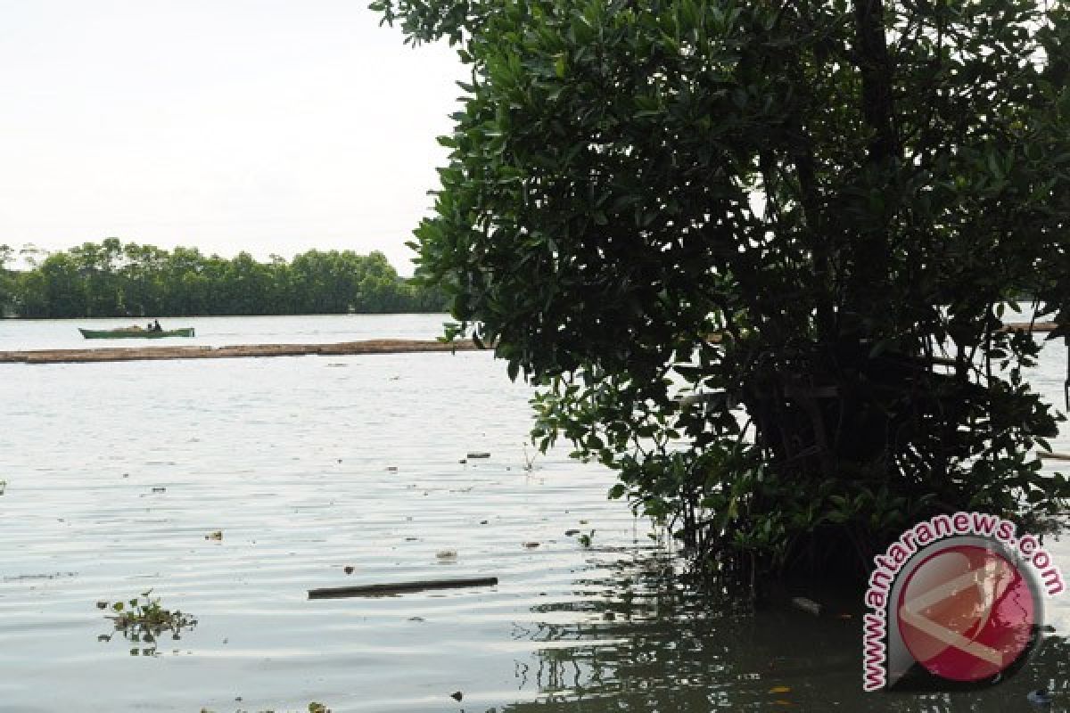 Ribuan bakau ditanam kembali di Bali tol