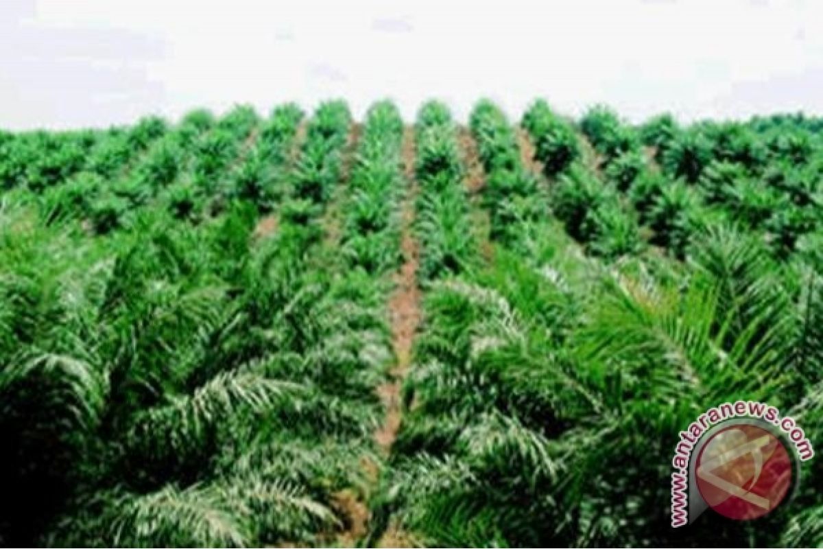 Petani Sawit Landak Protes Penetapan Harga TBS PTPN XIII