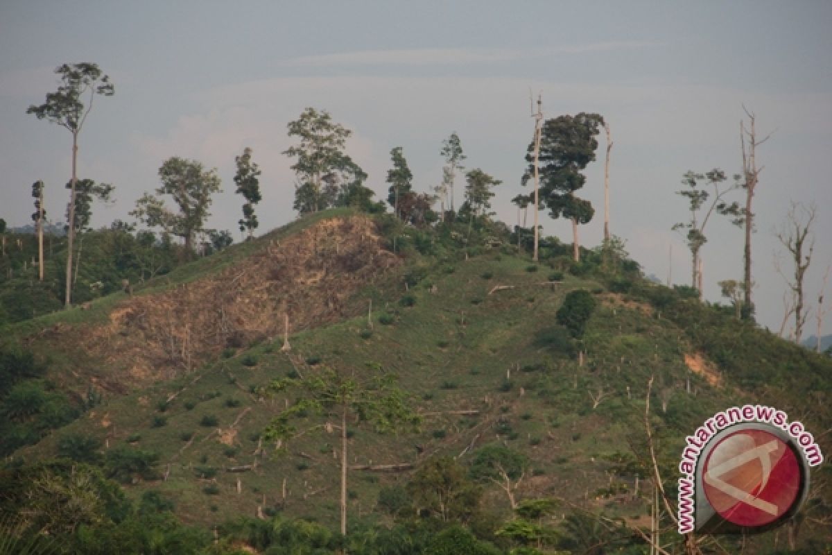 Perambah bakar puluhan hektare hutan produksi di Mukomuko 