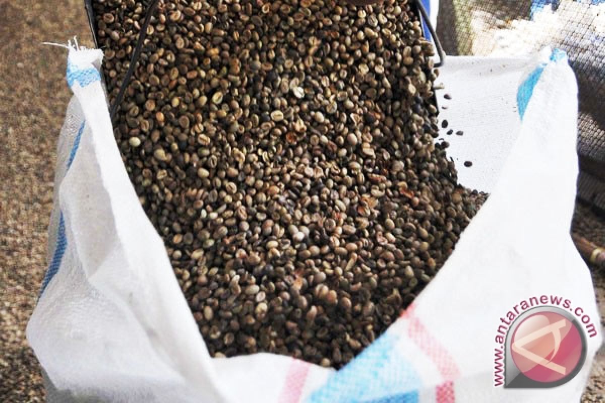 Harga kopi arabika di lereng Sindoro turun