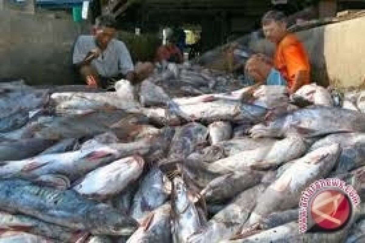 Omzet penjualan ikan petani Bokesan Rp11 miliar 