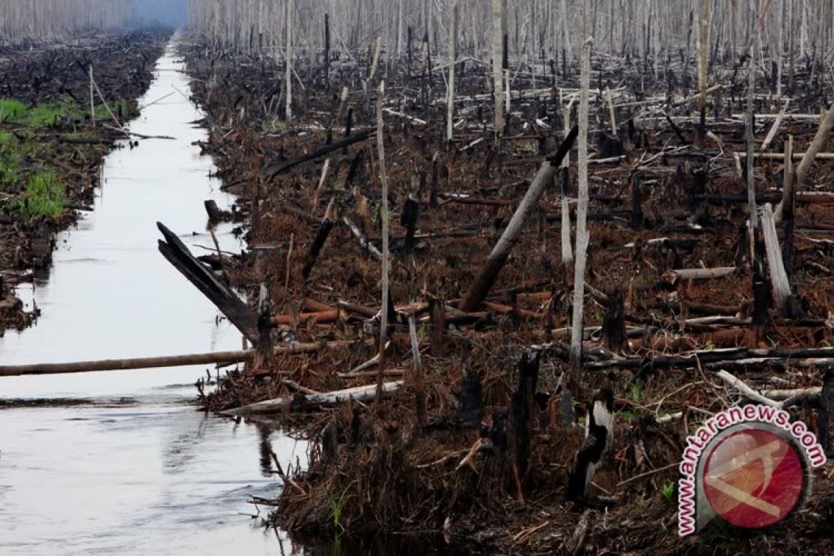 Hutan Jambi menyusut hingga satu juta hektare