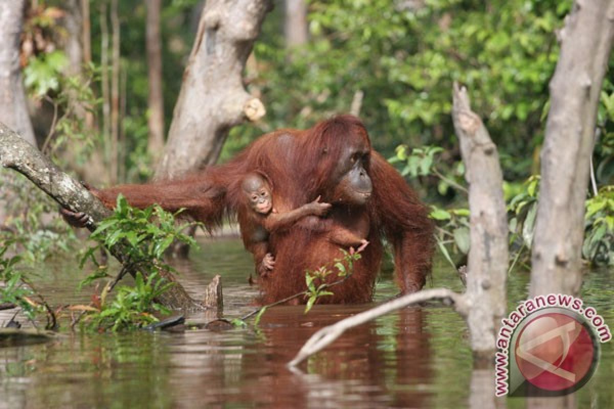 Orang utan dilepasliarkan di hutan Gunung Lumut