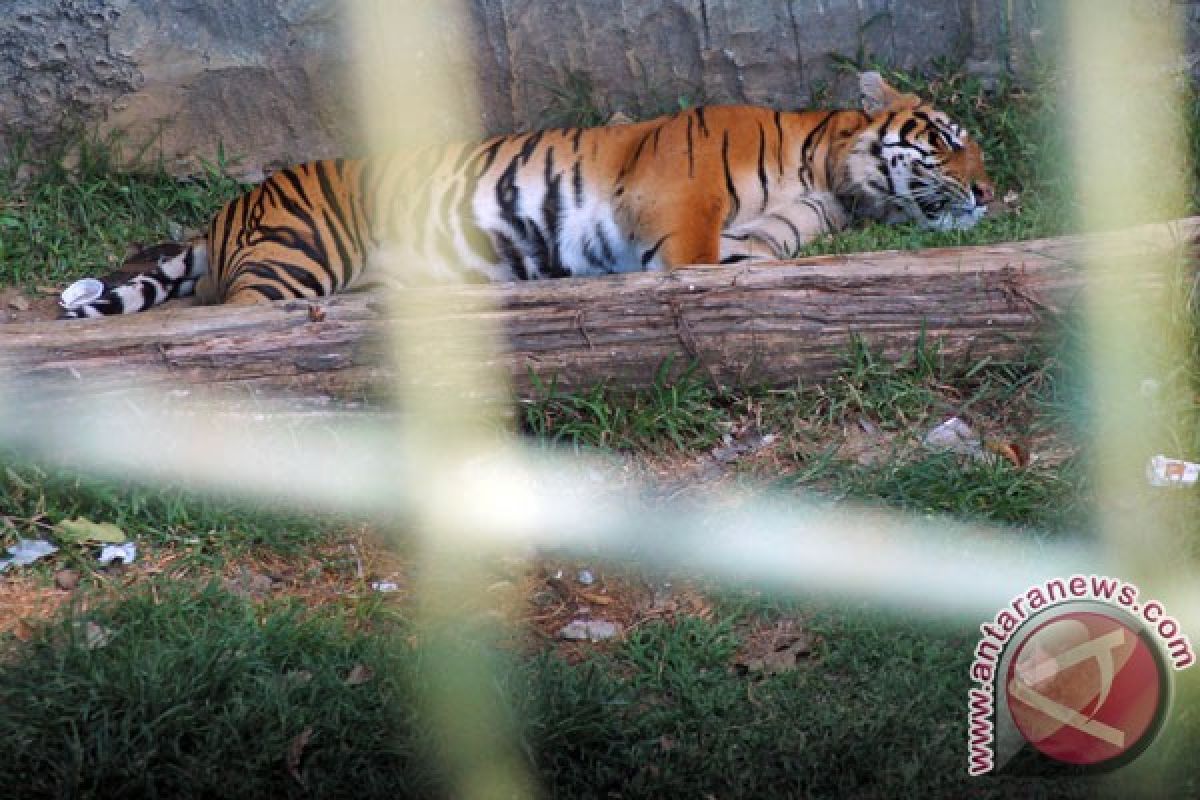 Kematian individu harimau berdampak luas pada populasi