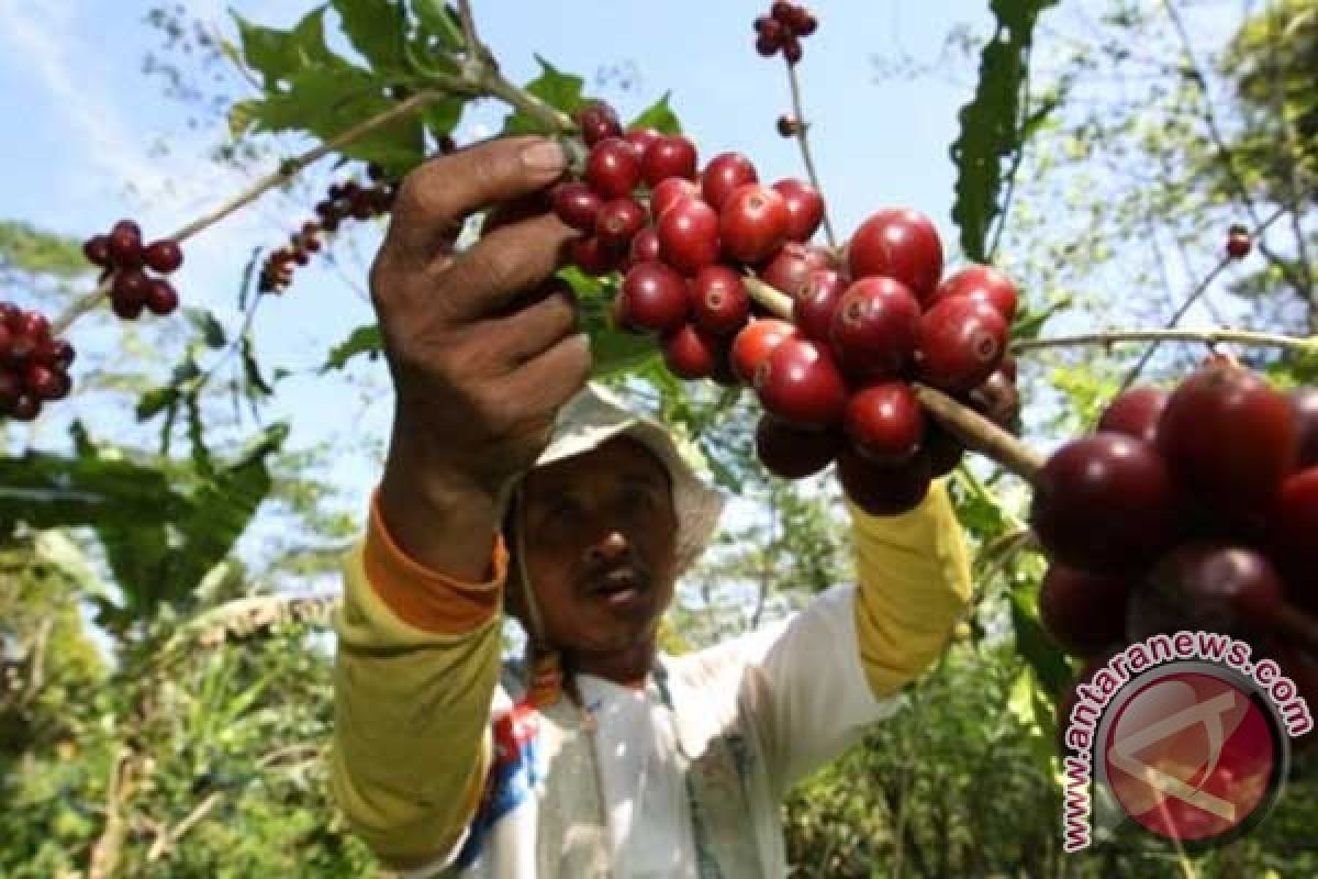 Indonesian coffee bean exports fall sharply 