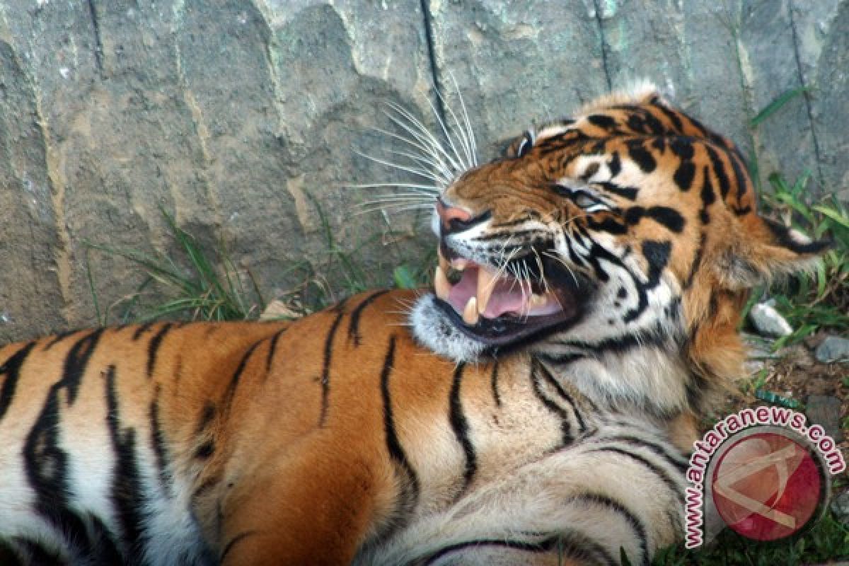 Rare Sumatran tiger cub born at San Francisco zoo