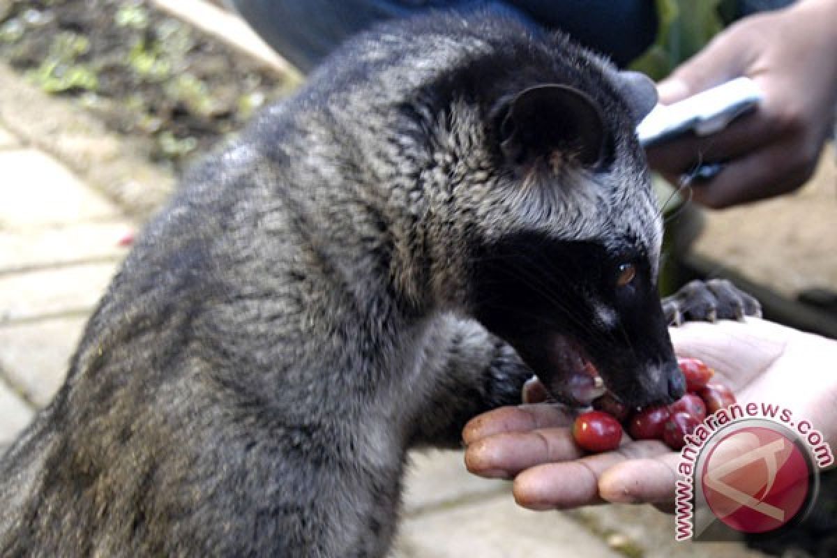 PETA: hentikan kekejaman pada luwak