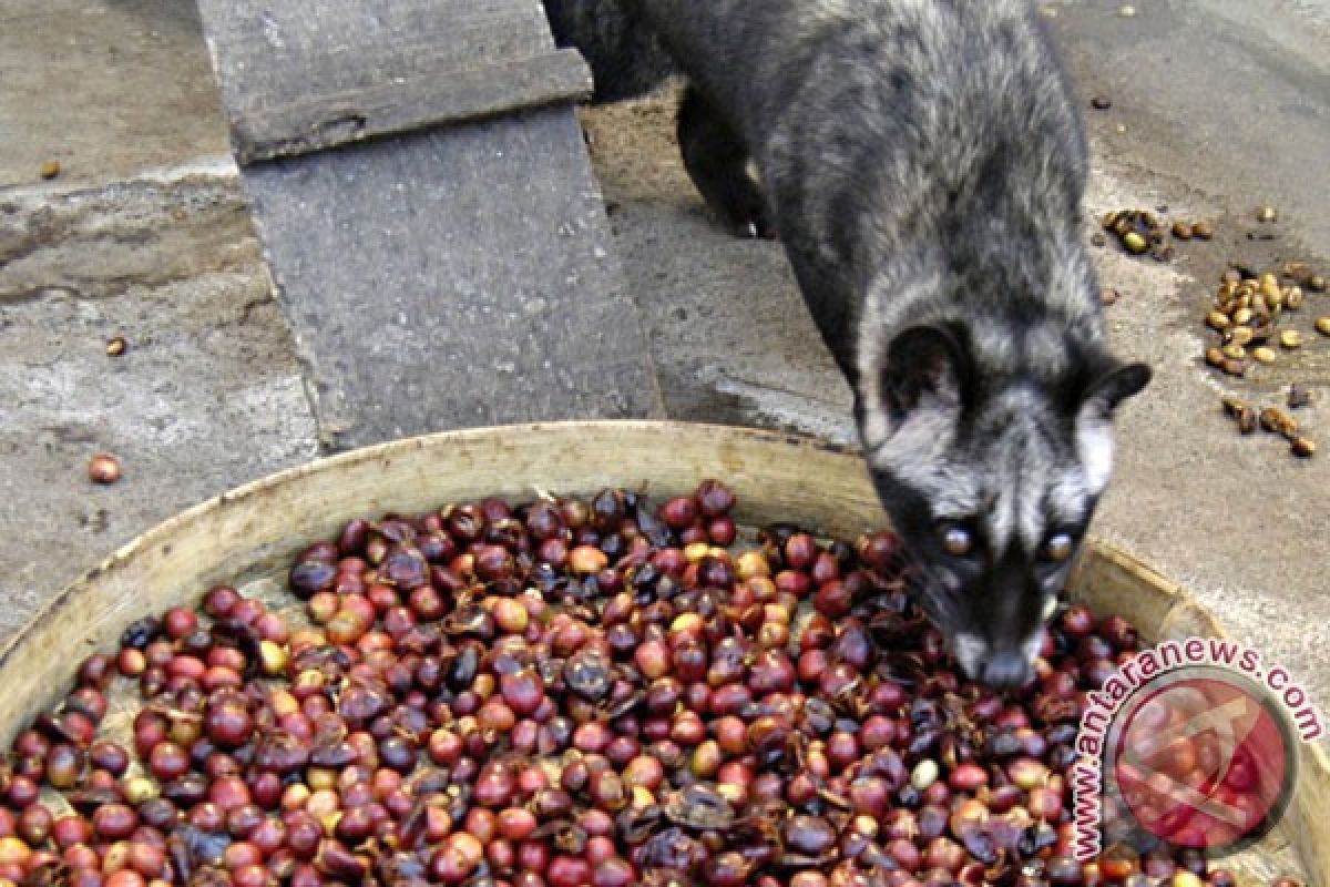 Luwak coffee promoted in global market through foreign tourists