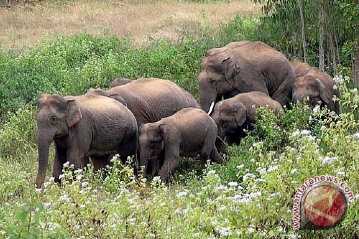 Gajah dan harimau Jambi terancam kehilangan habitat