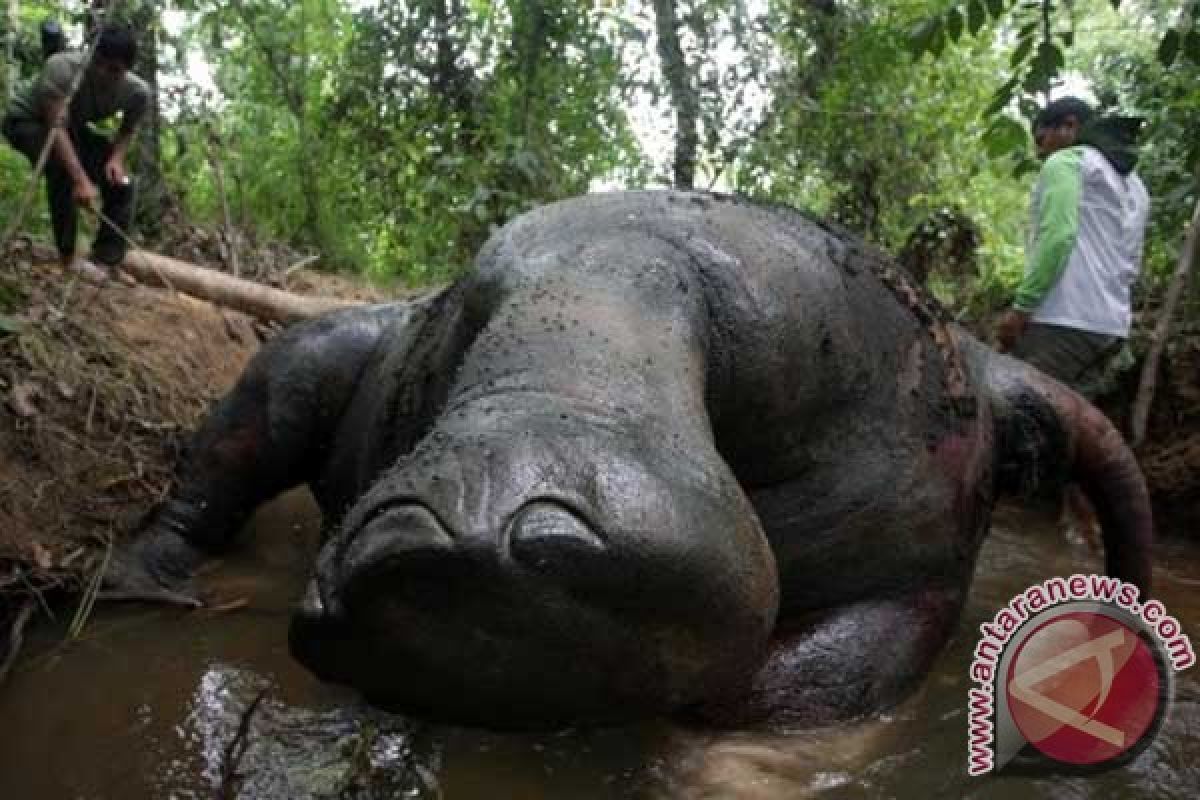 Gajah Sumatera ditemukan tewas diracun