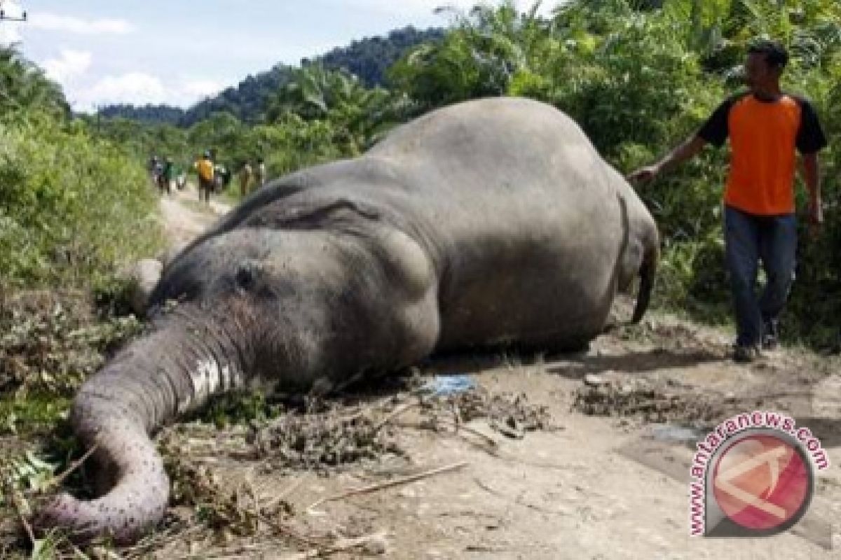 Gajah Sumatera mati di  PKG Riau