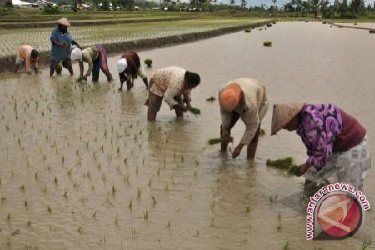 Petani Sigi Kembali Menanam Padi Sawah 