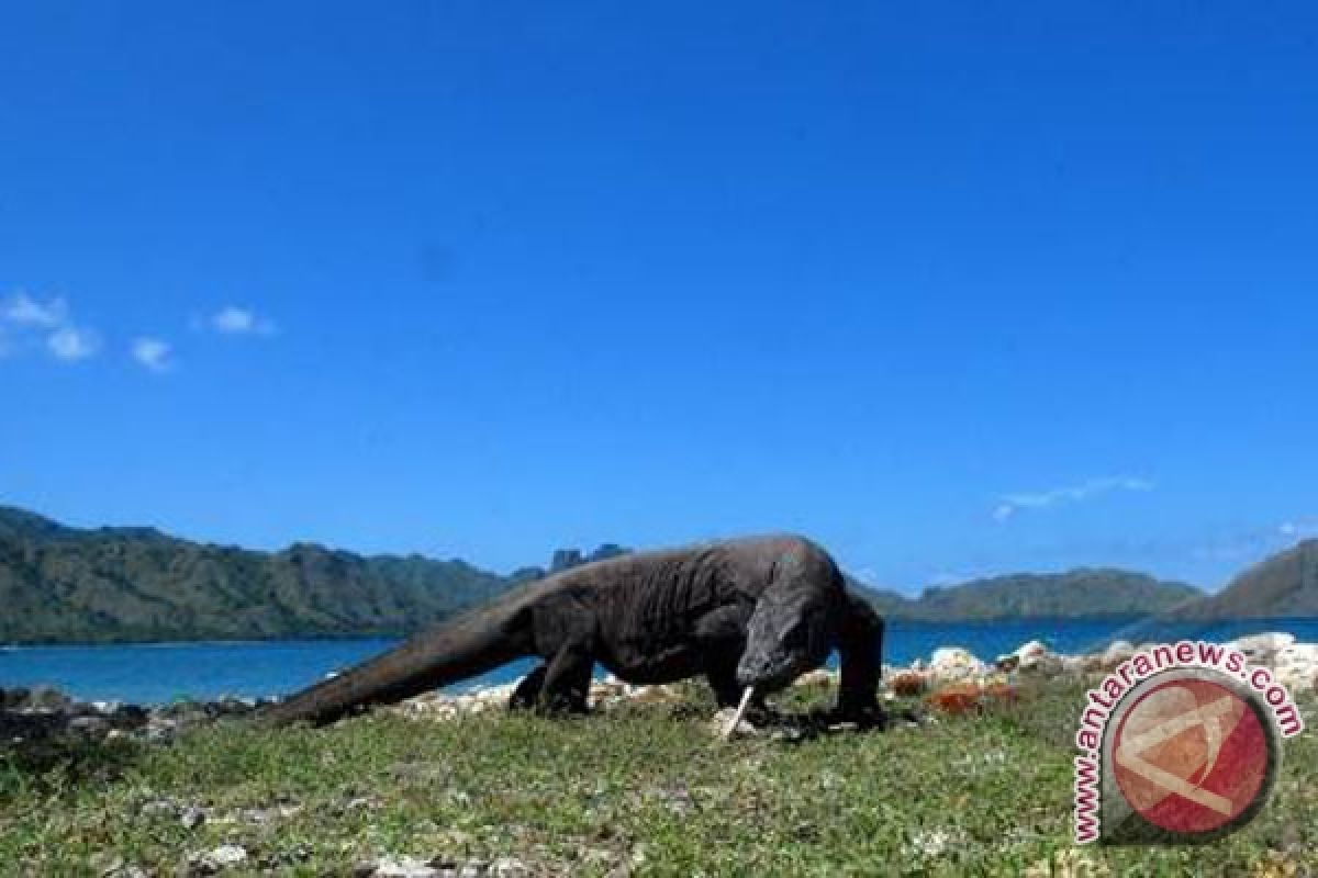 Taman nasional komodo makin dipadati wisatawan