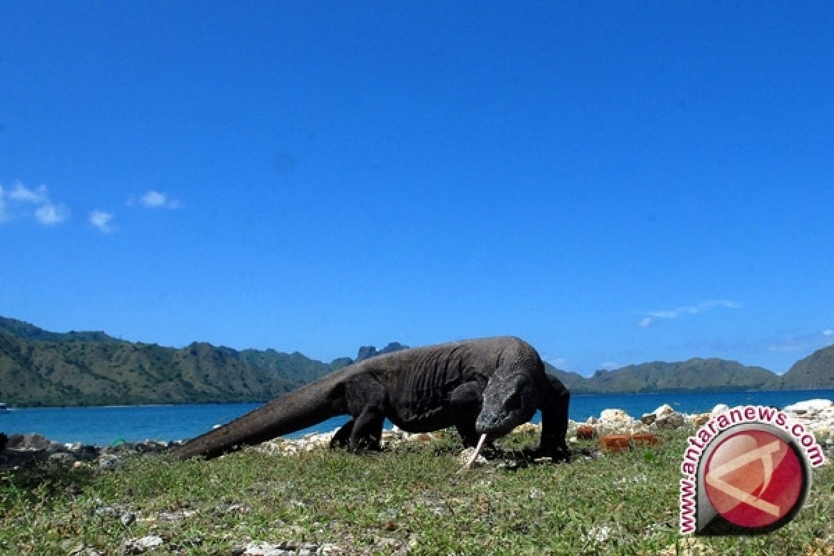 Presiden bangga dengan komodo