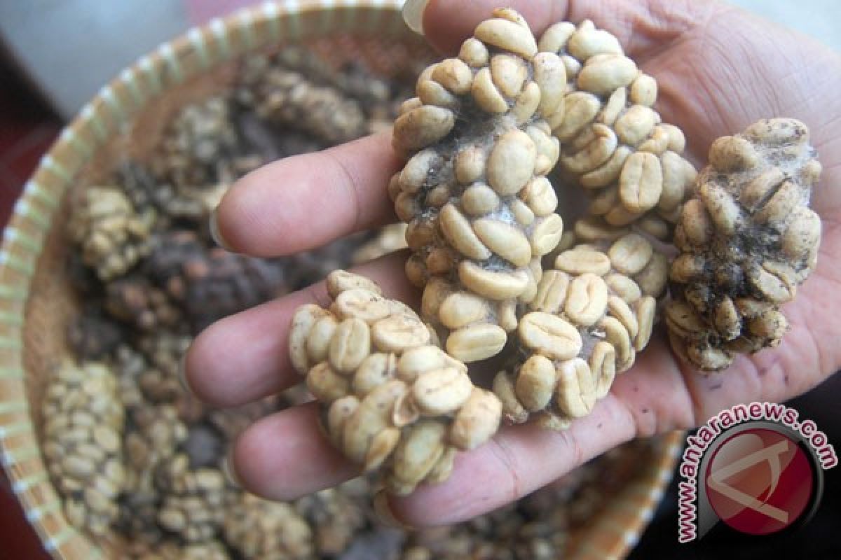 Melewati masa "booming" produk kopi luwak