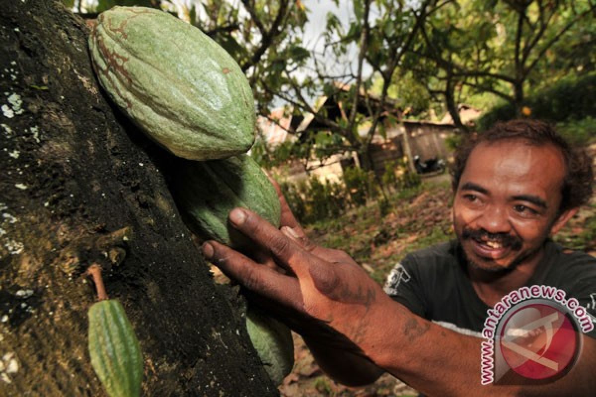 Perkebunan kakao rakyat perlu perhatian khusus pemerintah