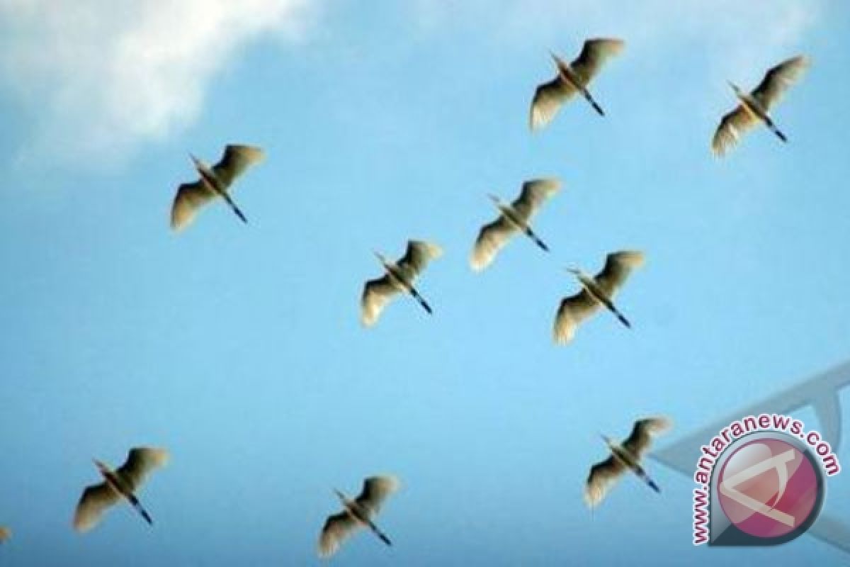 Burung Austronesia Dikembangkan Di Hutan Sulbar