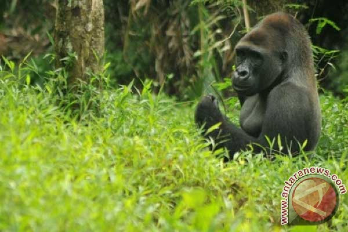 Ragunan bertekad menjadi kebun binatang internasional