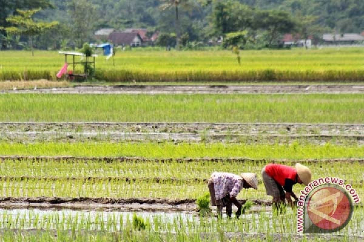 Sebagian petani Bantul tetap menanam padi