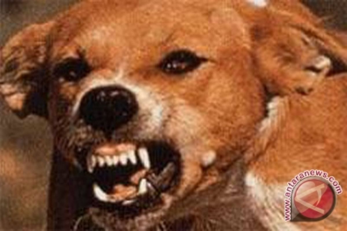 Petugas TNGM tembak anjing liar penyerang Kijang 