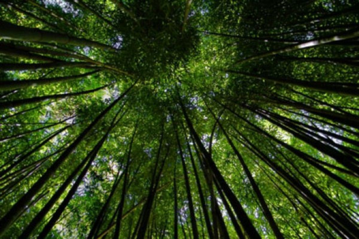 Hulu Sungai Selatan "surga" tanaman bambu