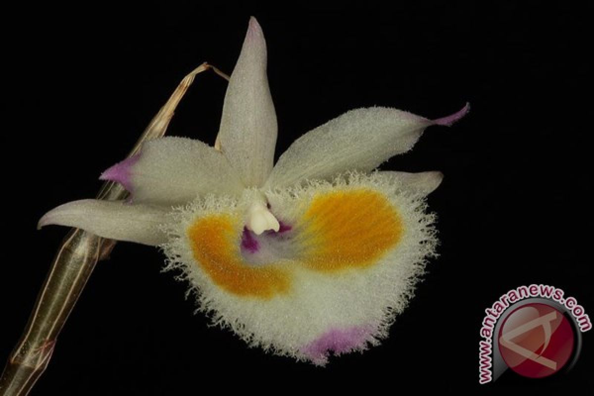 Taiwan unveils new orchid species for use as chinese medicine