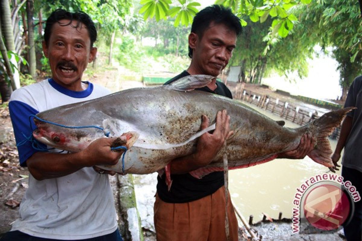 Produksi ikan patin di daerah ini melimpah