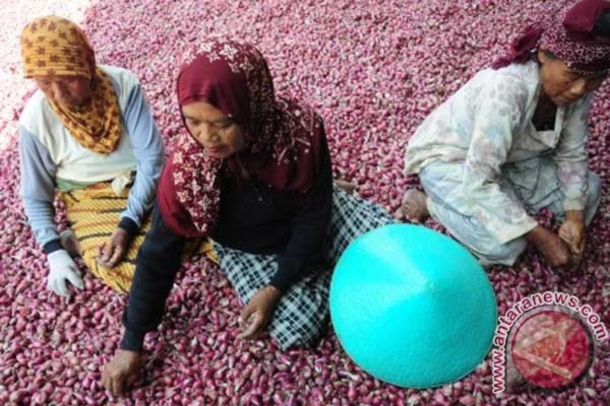 Samosir jadi sentra produksi bawang