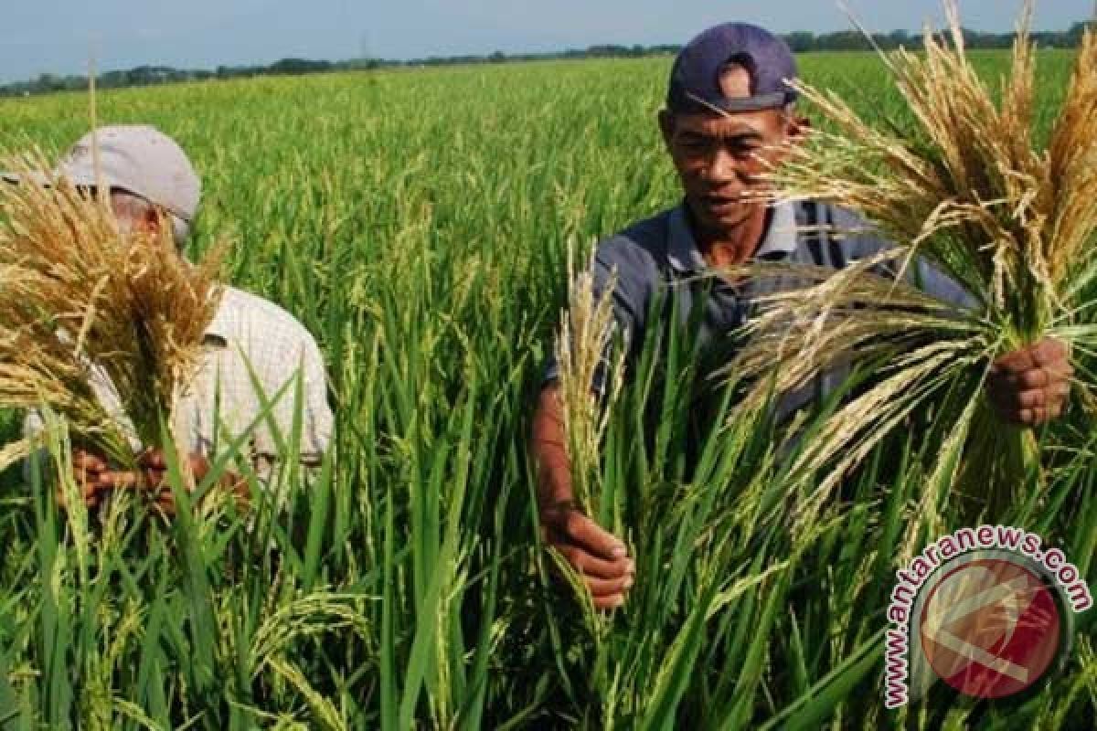 Sundep rusak ratusan hekrtare sawah di Indramayu