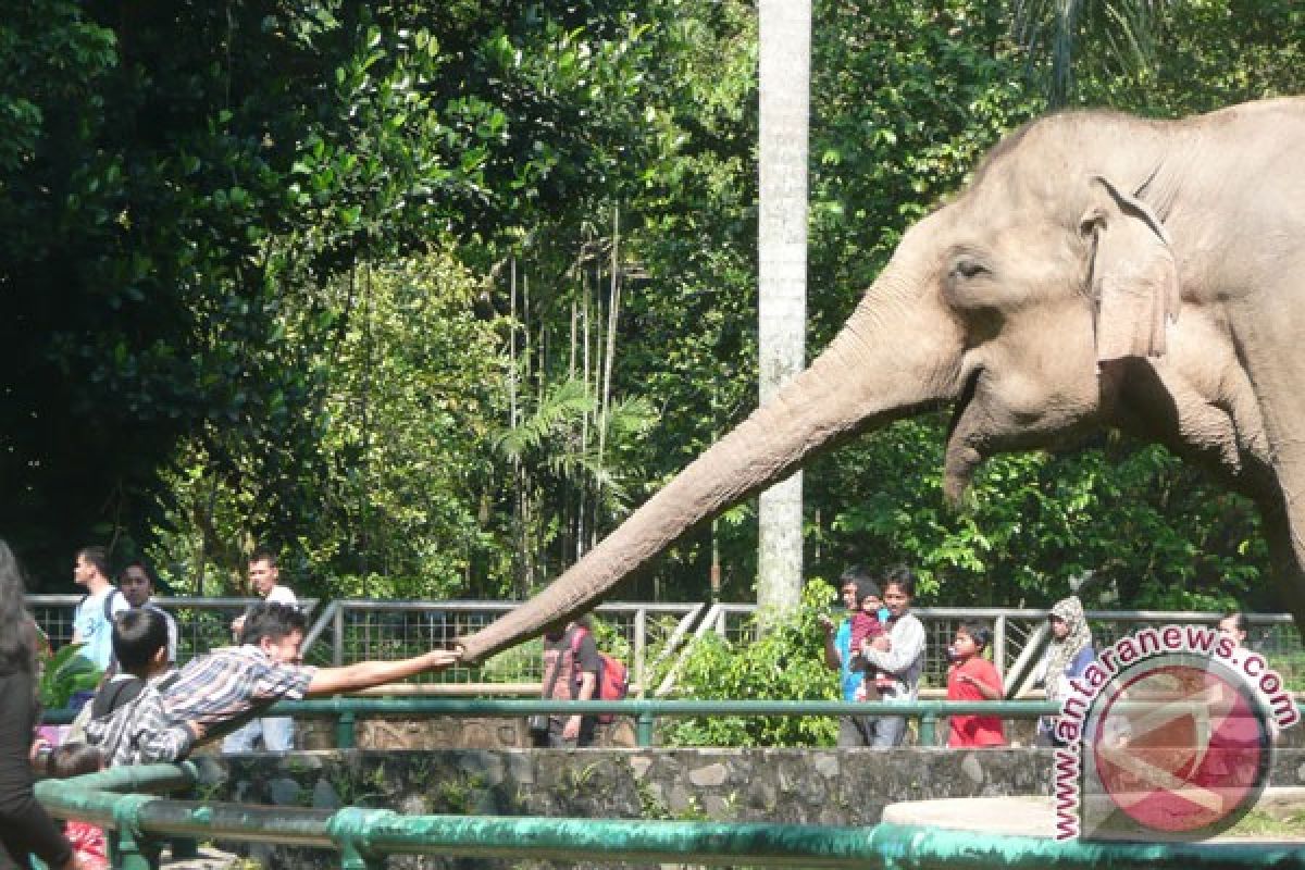 Libur Idul Adha, pengunjung Ragunan diprediksi capai 40 ribu