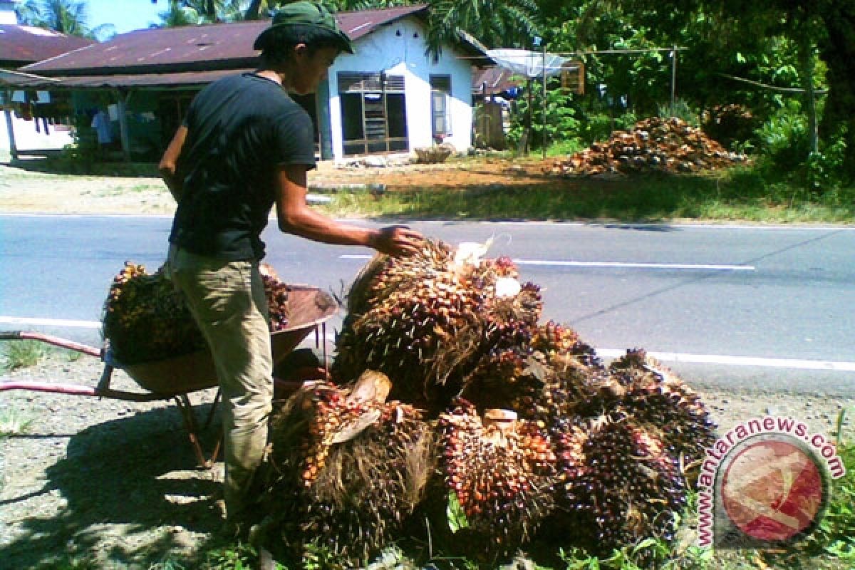 Harga sawit di tingkat pabrik Rp1.331/kilogram