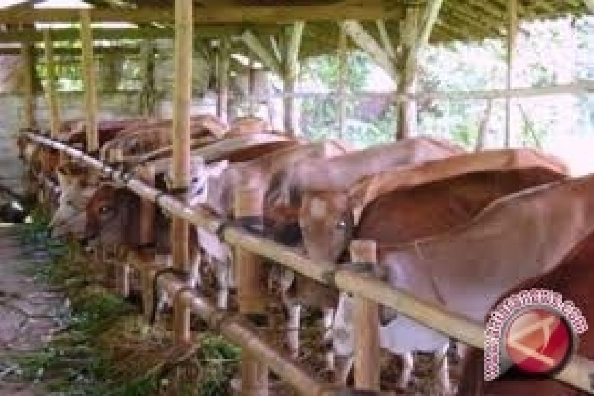 Harga sapi jelang Lebaran Haji stabil