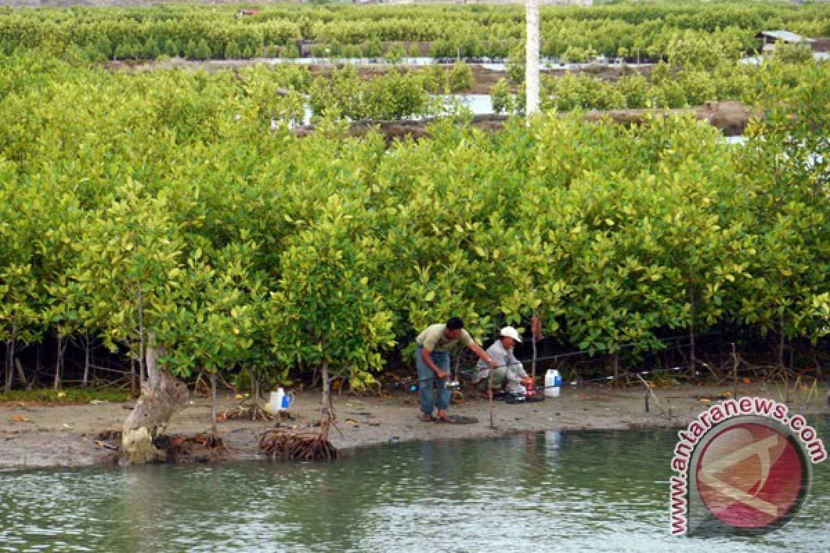 President Yudhoyono attends Bali mangrove planting event