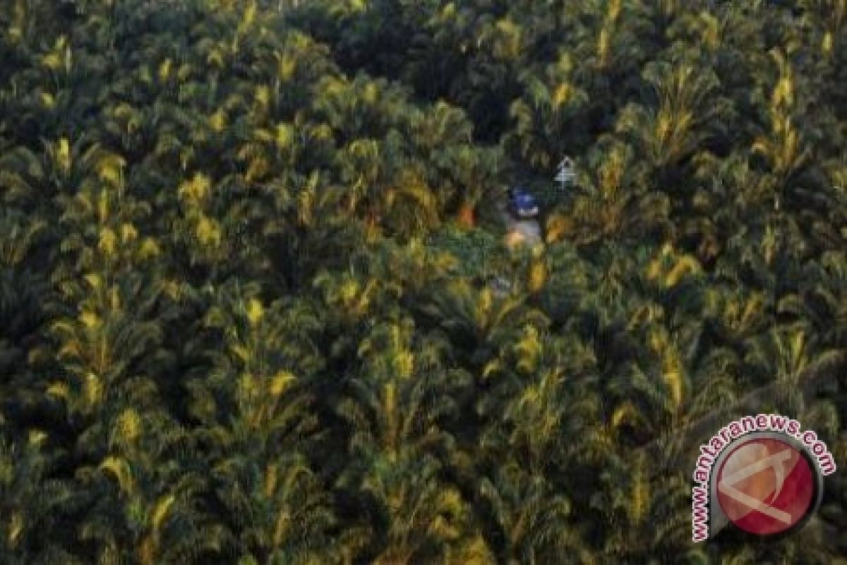 Perusahaan Sawit di Tolitoli Bangun Kemitraan Dengan Petani 