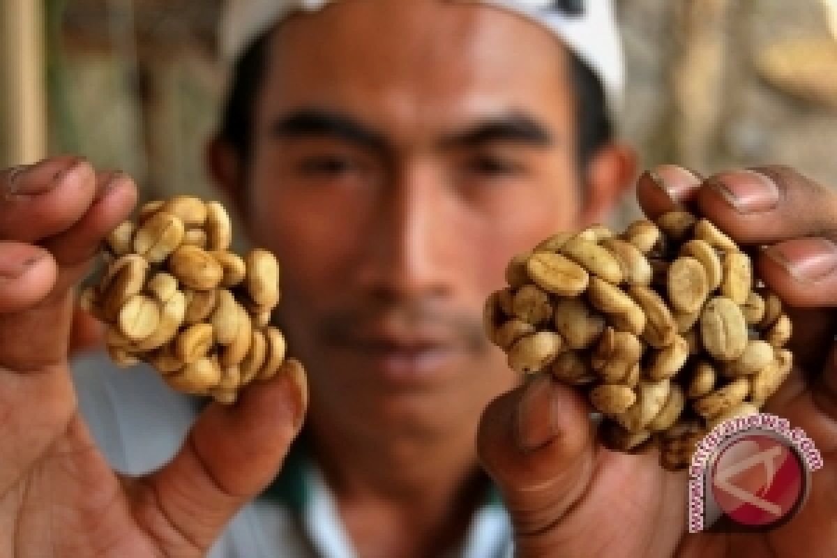 Asosiasi: Kopi Luwak Harus Didaftarkan ke UNESCO