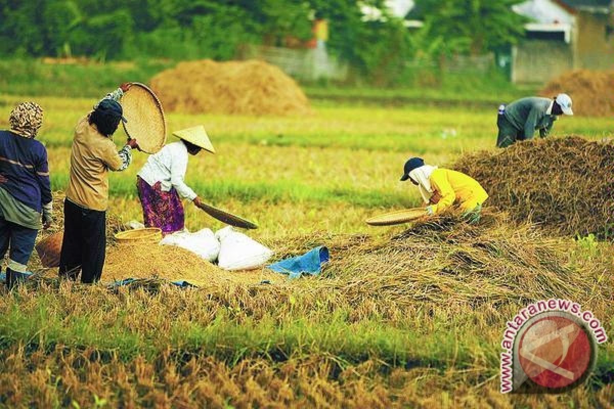 Pusri targetkan serap jutaan ton beras petani 