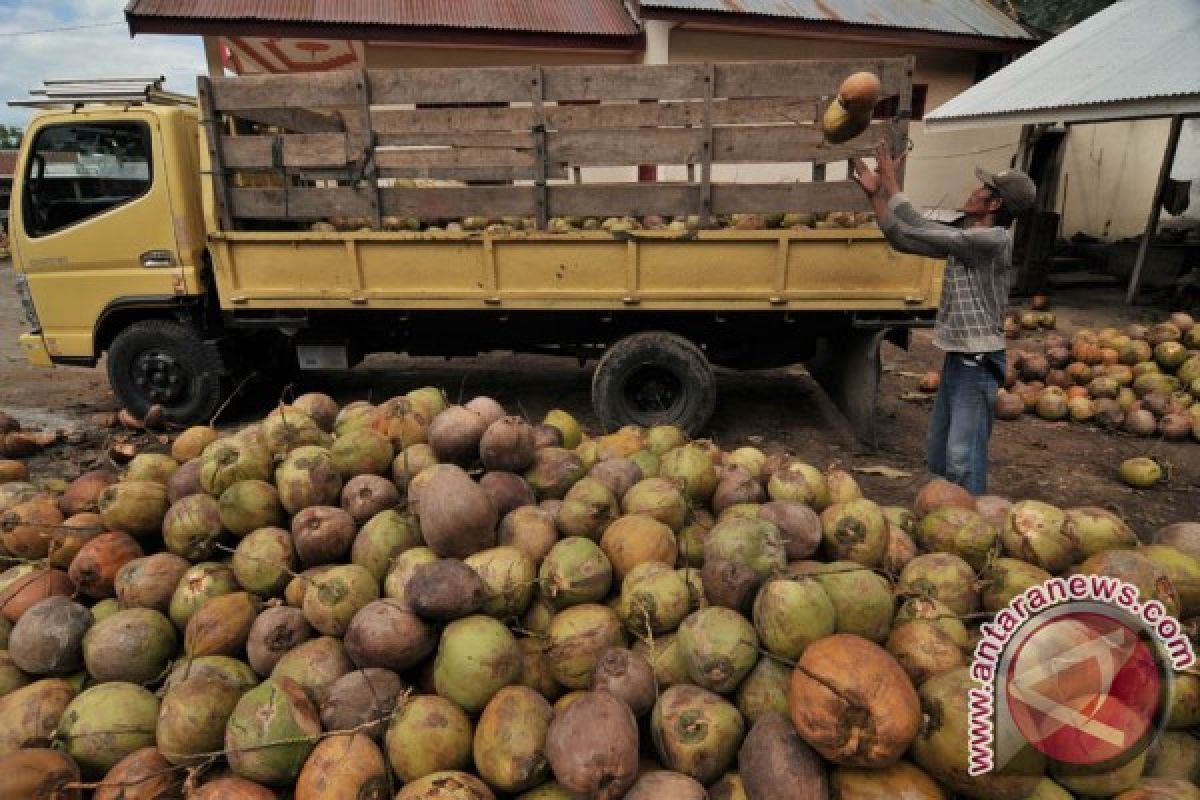 HARGA KELAPA TURUN